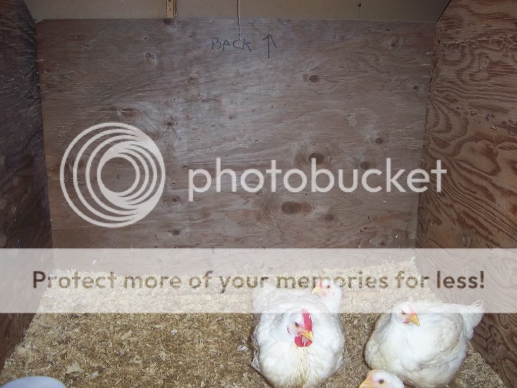 My brooder/meat chicken raising pen BackYard Chickens Learn How to