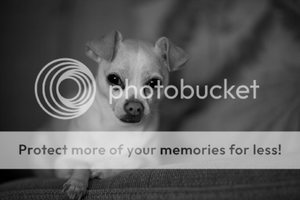 IMAGE: http://i731.photobucket.com/albums/ww316/wdybt/yagit80/IMG_5338.jpg