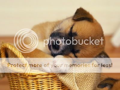 Dog Pictures, Images and Photos